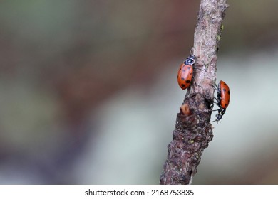 Close Up Of Ladybugs In Oakland Hills, California