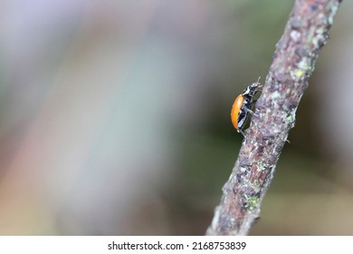 Close Up Of Ladybugs In Oakland Hills, California