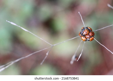 Close Up Of Ladybugs In Oakland Hills, California