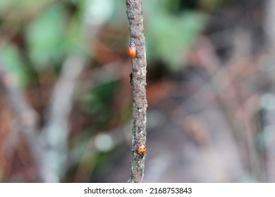 Close Up Of Ladybugs In Oakland Hills, California