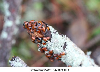 Close Up Of Ladybugs In Oakland Hills, California