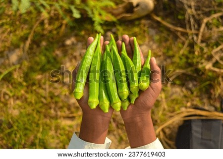 Close up of ladyfingers vegetable on hand. Close up of Okra .Lady fingers. Lady Fingers or Okra vegetable on hand in farm. Plantation of natural okra.Fresh okra vegetable. Lady fingers field.