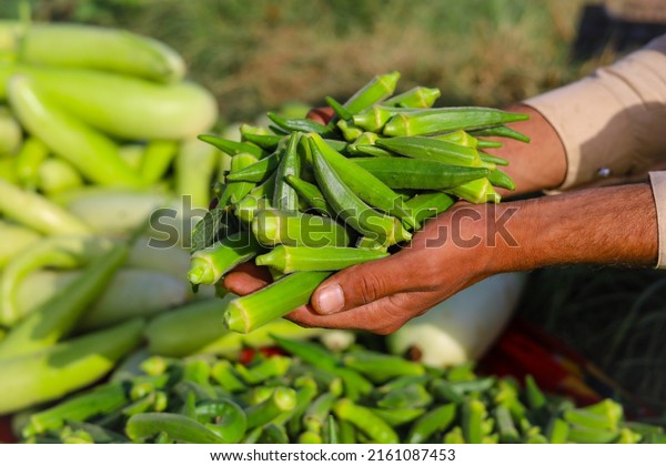 Close up of ladyfingers vegetable on hand. Close\
up of Okra .Lady fingers. Lady Fingers or Okra vegetable on hand in\
farm. Plantation of natural okra.Fresh okra vegetable. Lady fingers\
field.