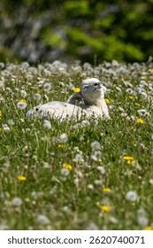 A close up of a lamb lying down in a field of dandelions, on a sunny spring day in rural Sussex