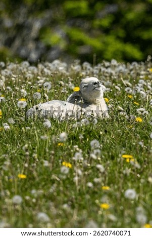 A close up of a lamb lying down in a field of dandelions, on a sunny spring day in rural Sussex