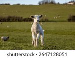 A close up of a lamb in springtime, with selective focus