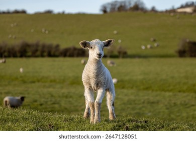 A close up of a lamb in springtime, with selective focus