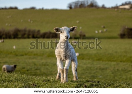 A close up of a lamb in springtime, with selective focus