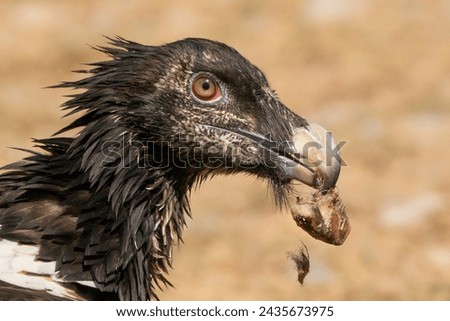 Close up Lammergeier or Bearded Vulture, Gypaetus barbatus, detail portrait of rare mountain bird, eating bones, animal in stone habitat, mountains in the Pyrenees, Spain. Rapacious