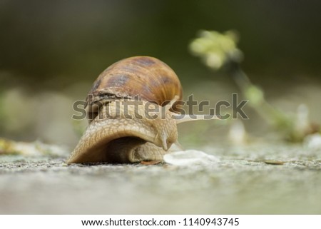 Similar – Image, Stock Photo Screw II Snail Snail shell