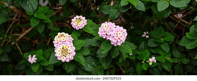 close up of Lantana camara flower or pink lantana flower (Lantana camara L.) or chicken droppings or saliara or tembelekan is a flowering plant from the Verbenaceae family that grows in garden. - Powered by Shutterstock