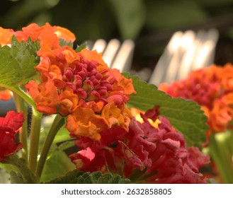 Close up of Lantana Camara Landmark Sunrise Rose flowerbuds and flowers, with yellow, orange and pink flowers and green foliage with a blurred background