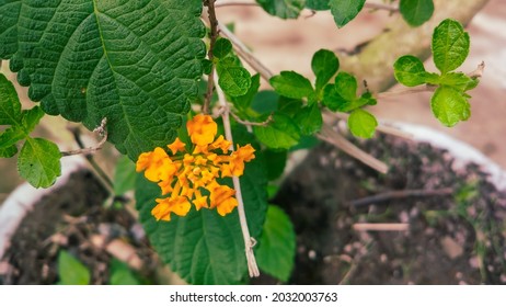 Close Up From Lantana Flower On The Pot