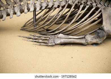 A close up of a large animal skeleton focusing on the ribs and back bone.