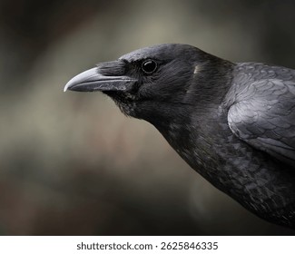 A close up of a large black crow