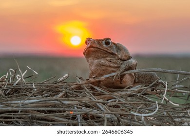 A close up of a large brown cane toad, Rhinella marina, sitting arrogantly on a moss bed