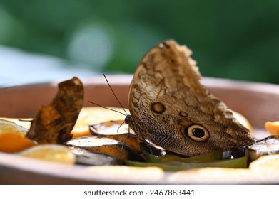 Close up of large brown tropical buckeye butterfly feeding on tropical fruits in a butterfly park in Aruba - Powered by Shutterstock