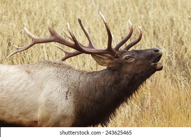 Close Up Of A Large Bull Elk Stag Bugling / Calling Rocky Mountain Elk, Cervus Canadensis  Big Game & Deer Hunting In Montana, Colorado, Wyoming, Oregon, Idaho, Utah, & Washington