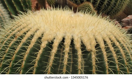 Close up of large cactus