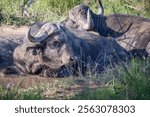 Close up of a Large cape Buffalo wallowing in waterhole in Hluhluwe Imfolozi National Park, South Africa