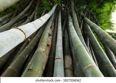 close up of a large clump of bamboo, green nature background - Shutterstock ID 1827504062