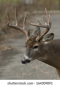Close up of a large deer