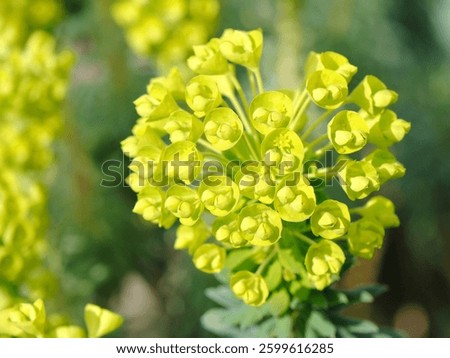 Close up of a large dense cluster of yellow cup-like flowers with yellow glands of the Mediterranean or Albanian spurge (Euphorbia characias wulfenii)