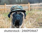 CLOSE UP OF A LARGE FAWN COLORED  BULLMASTIFF WITH HER BRIGHT  EYES SHIFTING RIGHT AND WEARING A FUNNY HAT WITH A BLURRY BACKGROUND 