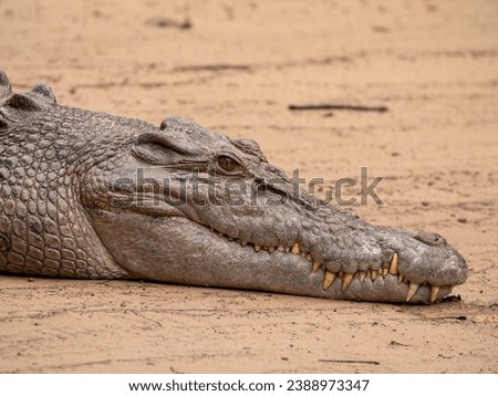 Close up of large female saltwater crocodile sitting on a muddy river bank