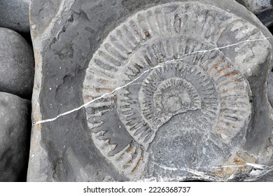 close up of a large fossilized Ammonite exposed in a rock on a pebble beach in the UK  