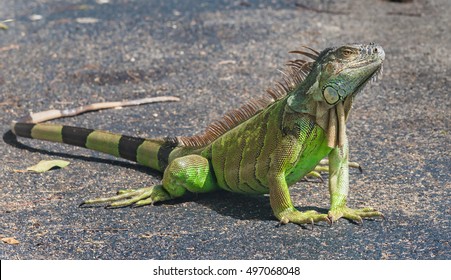Image result for iguana picture