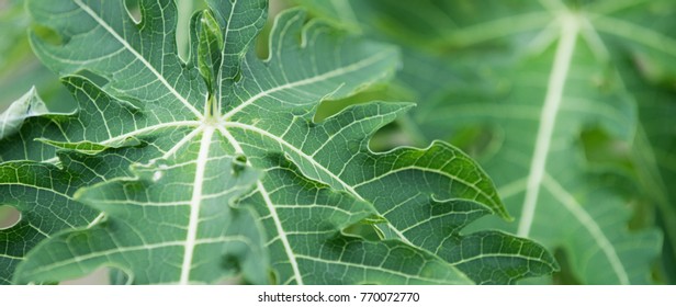Close up of large green papaya pawpaw leaves in garden  