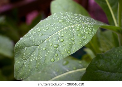 Close Up Of Large Green Tobacco Leaf Covered With Rain Drops At Later Afternoon.