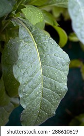 Close Up Of Large Green Tobacco Leaf Covered With Rain Drops At Later Afternoon.