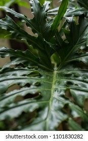 close up of a large leaf