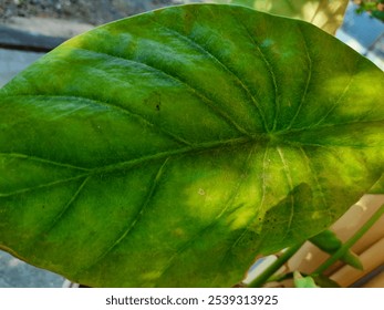 close up of a large leaf