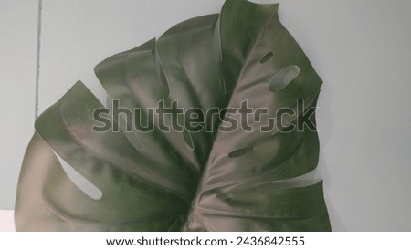 Close up of a large monstera leaf on a white wall, a hanging plant art installation in green and grey tones, photo realistic in the style of hyper real, taken with a canon eos r5 camera. 