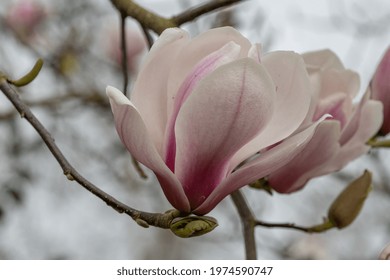 
Close Up Of Large Pale Pink Magnolia Hot Lips Flower In Spring