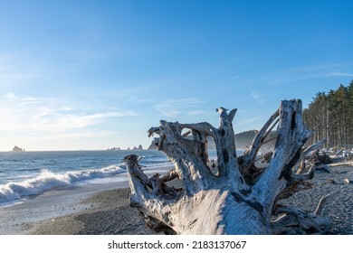 Close Up Of Large Piece Of Driftwood With Large Root Structure, Washed On Shore On Kalaloch Beach On Coastal Stretch Of Olympic National Park, WA, USA With Number Of Sea Stacks In Ocean In Background