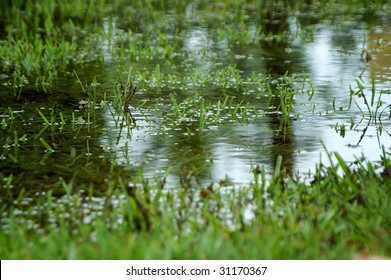 32,487 Grass puddle Images, Stock Photos & Vectors | Shutterstock