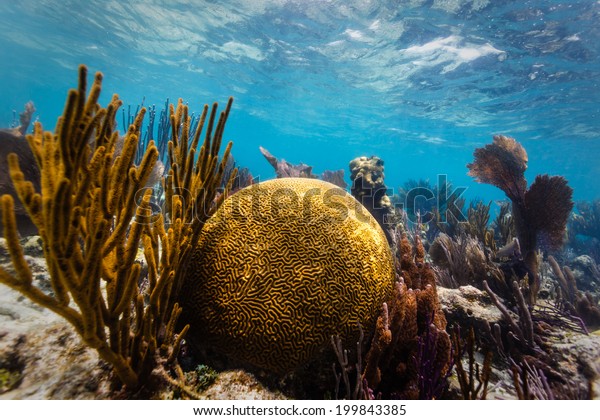 Close up of large round brain coral\
and branch coral on tropical coral reef in Caribbean\
Sea