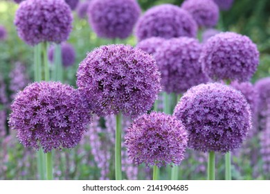 Close up of the large round purple flowers of Allium Gladiator seen in the garden.