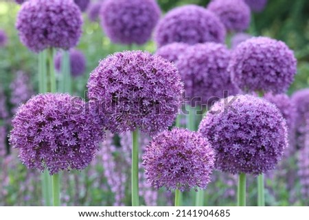 Close up of the large round purple flowers of Allium Gladiator seen in the garden.