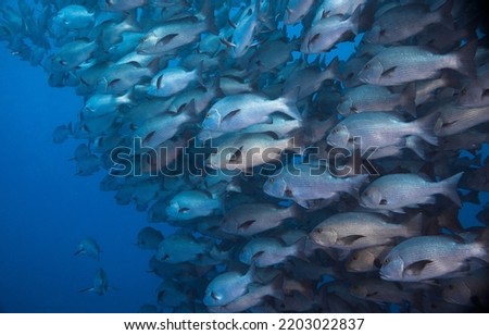 Close up of a large school of Twinspot snapper fish (Lutjanus bohar) reddish grey body with darker fins all facing the same way