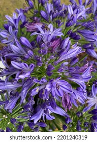  Close Up Of A Large Single Flower Of Agapanthus Blue Seen In The Garden In The UK.