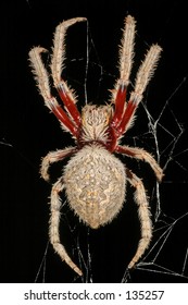 Close up of a large spider...