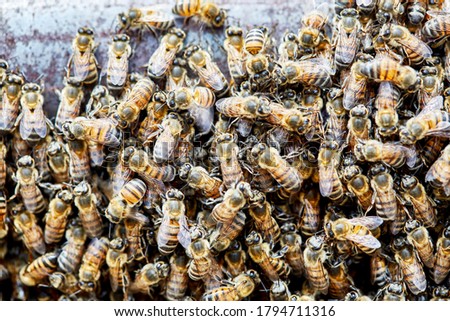 Close Up of a large swarm of Africanized Bees on a Fence with shallow depth of field
