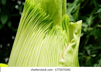 Close Up Of Close Up Of A Large Titan Arum, Also Known As Corpse Plant