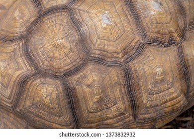 Turtle Shell Images, Stock Photos & Vectors | Shutterstock