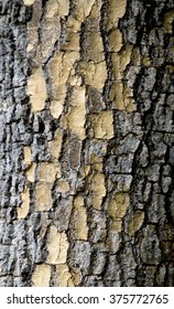 close up of large tree bark